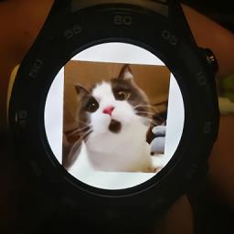 华为watch2微信轻聊版